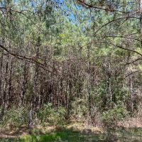 25 Acres T-7 Saron images 5