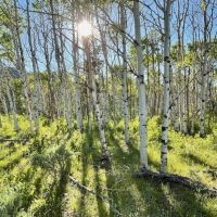 Independence Mountain Ranch images 2