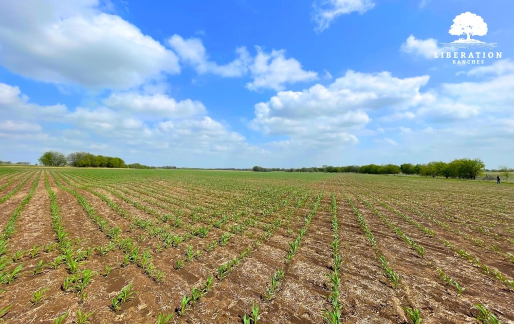 Hillsboro Tract 6 12 Acre Only 15K Down featured image