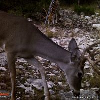 10,000 Acre Low Fence Year Around Hunting Lease Near Sonora, TX (Val Verde County)