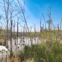 Blue Lake Tract images 2
