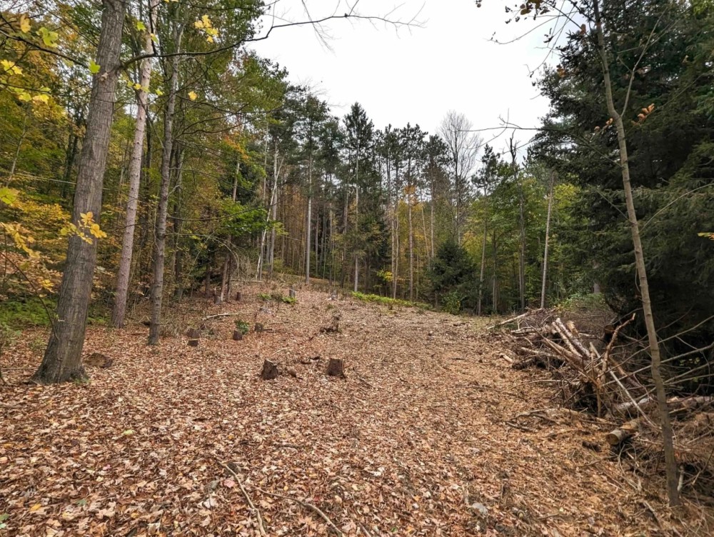 15 acres Timberland and Hunting Land in Hornby NY State Route 414 featured image