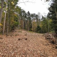 15 acres Timberland and Hunting Land in Hornby NY State Route 414
