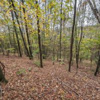 15 acres Timberland and Hunting Land in Hornby NY State Route 414 images 3