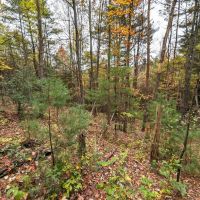 15 acres Timberland and Hunting Land in Hornby NY State Route 414 images 4