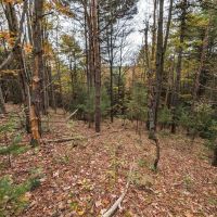 15 acres Timberland and Hunting Land in Hornby NY State Route 414 images 5