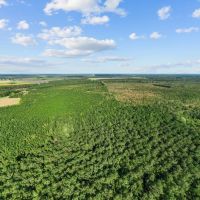 475-Acre Prime Hunting Land for Sale in Pitt County NC images 3