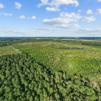 475-Acre Prime Hunting Land for Sale in Pitt County NC images 4