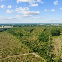 475-Acre Prime Hunting Land for Sale in Pitt County NC images 5