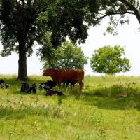 Productive Ranch in Lincoln County For Sale images 3