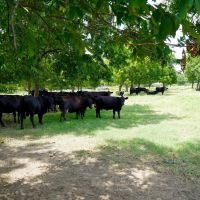 Productive Ranch in Lincoln County For Sale images 4
