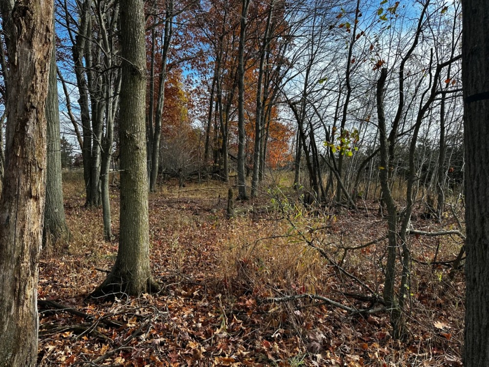 35 Acres of Whitetail Heaven Montcalm County MI featured image