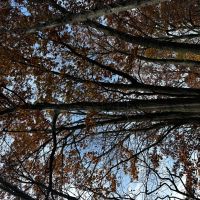 35 Acres of Whitetail Heaven Montcalm County MI images 2