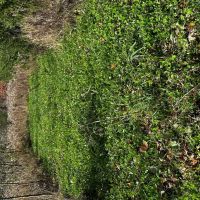 35 Acres of Whitetail Heaven Montcalm County MI images 3