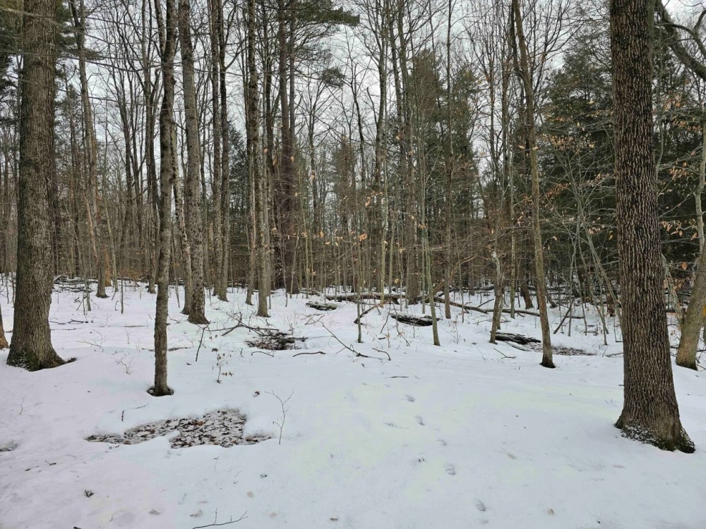 16 acres Hunting Land and Recreational Land in Candor NY bordering Danby State Forest featured image