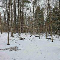 16 acres Hunting Land and Recreational Land in Candor NY bordering Danby State Forest