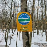 16 acres Hunting Land and Recreational Land in Candor NY bordering Danby State Forest images 3