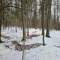 16 acres Hunting Land and Recreational Land in Candor NY bordering Danby State Forest images 4