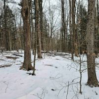 16 acres Hunting Land and Recreational Land in Candor NY bordering Danby State Forest images 5