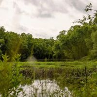 455 Acres for Sale Hunting Land in Claiborne County MS images 2