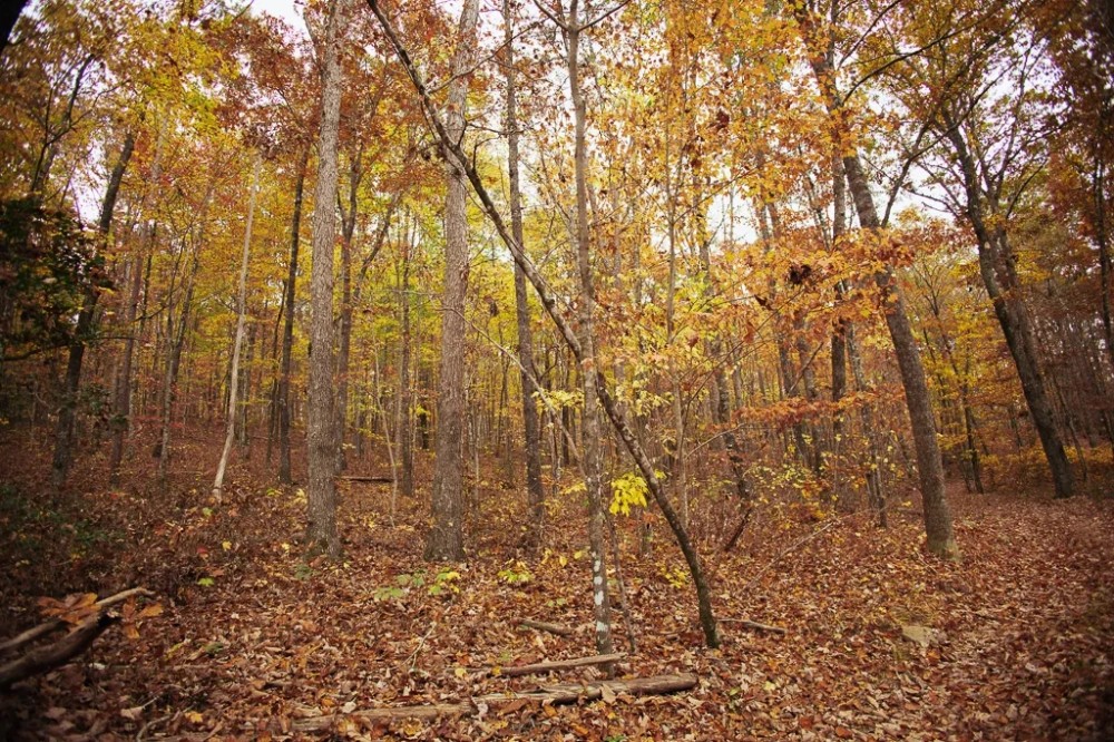 115.93 Acres with a Camp in Hamilton County Tennessee featured image