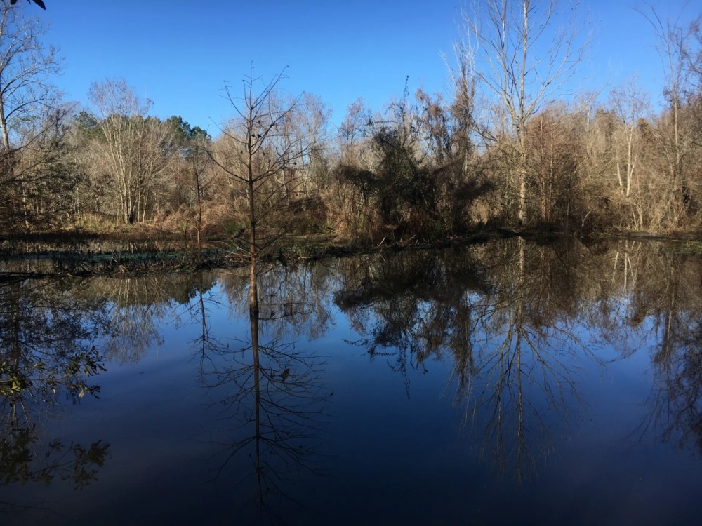 Bar L Ranch 156 - acres Dallas County AL featured image