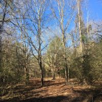 Bar L Ranch 156 - acres Dallas County AL images 2