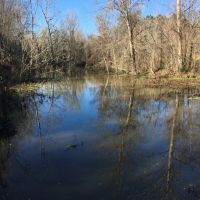 Bar L Ranch 156 - acres Dallas County AL images 3