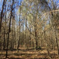 Bar L Ranch 156 - acres Dallas County AL images 4