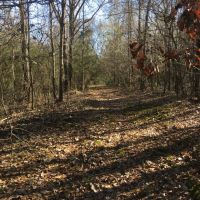 Bar L Ranch 156 - acres Dallas County AL images 5