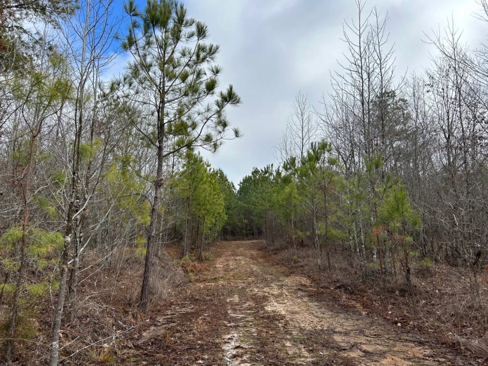 232 Acres in Lafayette County MS featured image