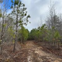 232 Acres in Lafayette County MS