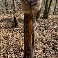 232 Acres in Lafayette County MS images 5