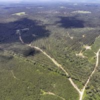 26 Acres CR 1425 T-12 images 3