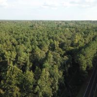 LA - Ouachita 80 acres - images 2