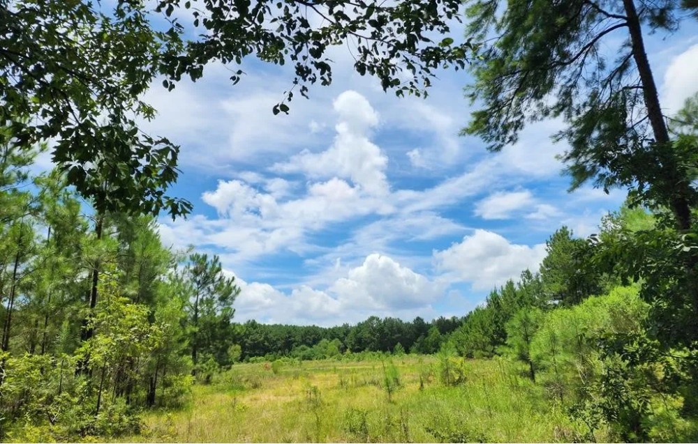 78 Acres in Wilkinson County in Crosby MS featured image