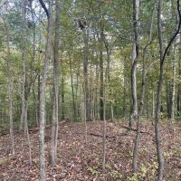 000 Raum Road Herrod IL 62947 images 4
