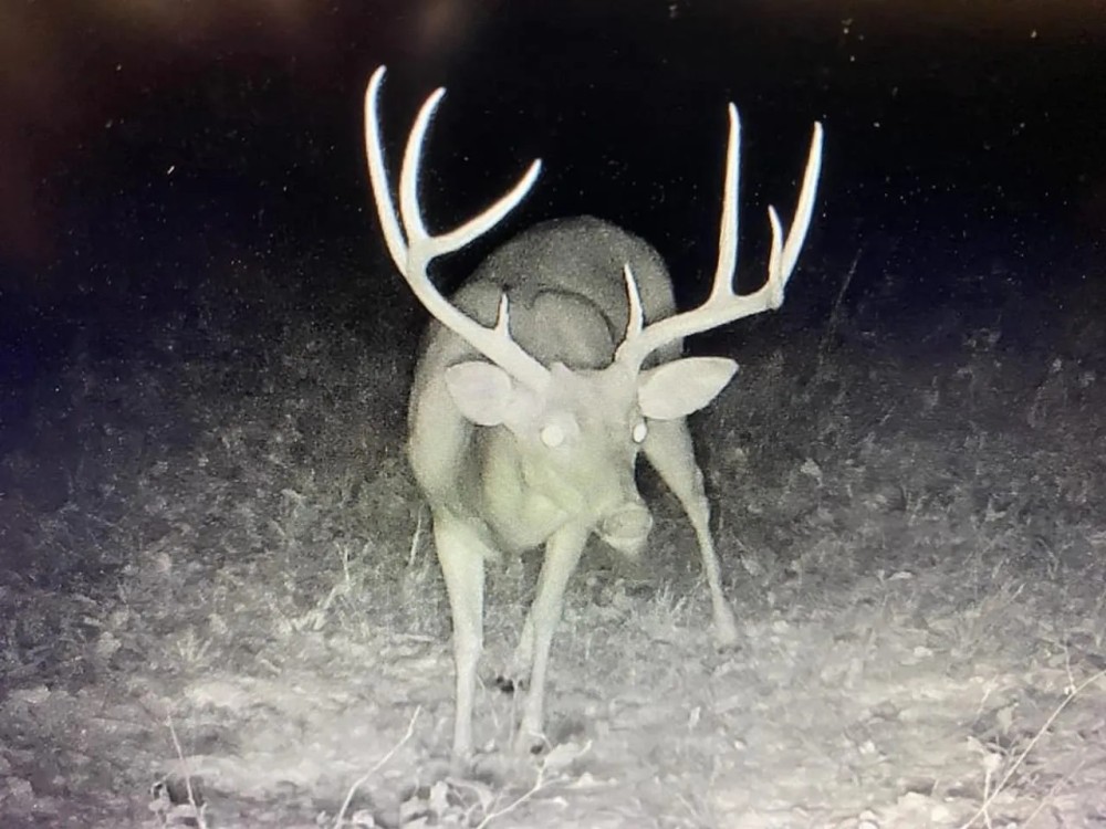 Hunting Land for Sale in Jefferson County MS featured image