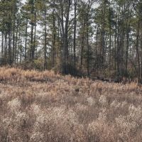 Residential Commercial Opportunities in North Lincoln Parish images 5