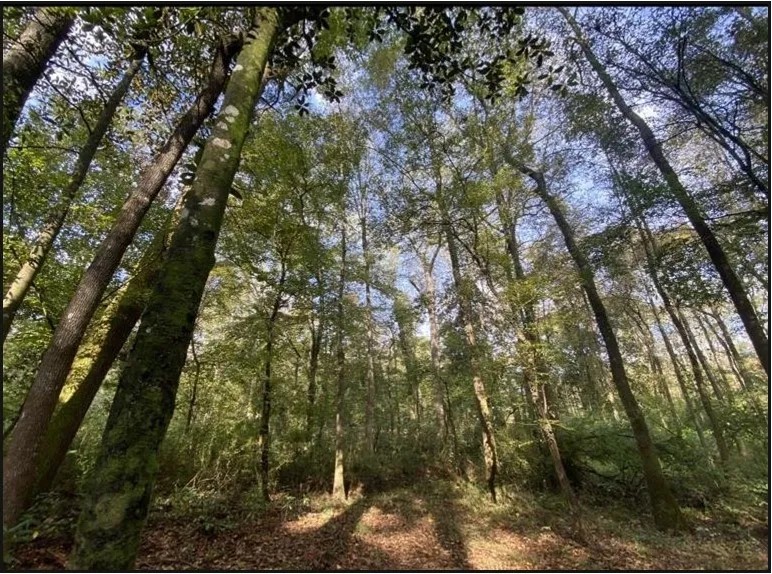25 Acres in Jefferson County in Mt. Olive MS featured image