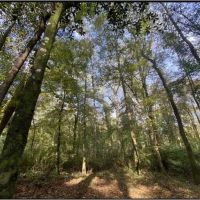 25 Acres in Jefferson County in Mt. Olive MS