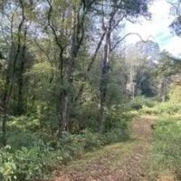 25 Acres in Jefferson County in Mt. Olive MS images 3
