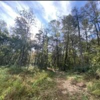 25 Acres in Jefferson County in Mt. Olive MS images 5