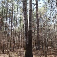 LA - Caldwell 35 acres -