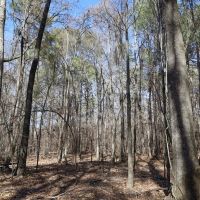 LA - Caldwell 35 acres - images 5