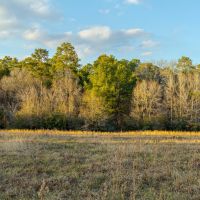 8001 FM 945 Road North Coldspring Texas 77331-9353 images 5