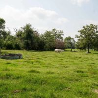 25 Acres in Milam County images 2