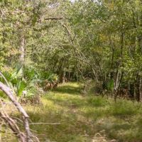 Hunting Land for Sale Just Outside of Baton Rouge images 3