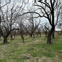 New Listing 15.731 Acres Tract 22 Callahan County images 2
