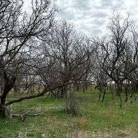 New Listing 15.731 Acres Tract 22 Callahan County images 4
